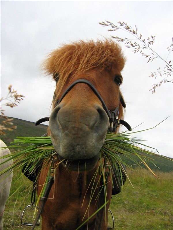 Icelandic horse Icelandic horse